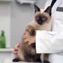 초로동물병원 이미지