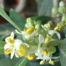 올리브나무 이미지