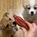 강아지간식 이갈이 개껌 추천 치석제거 양치 덴탈껌 펫투데이 후기