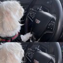 퍼니멍멍 갤럭시하우스점 이미지