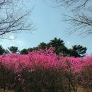 124봄 디지털사진교실 봄나들이(04.03수)am9:00부천원미산진달래촬영갑니다 이미지