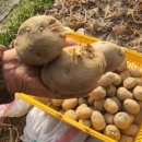 김덕수농장 이미지