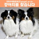 광성 이미지