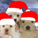 Queen뽑기 | [공연후기] 25.12.14 예술의전당 빈체로 창립 30주년 기념 음악회(클라라주미강, 조성진 협연)