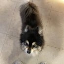 동곡16-1 안길 | 대흥역카페, 대흥동카페, 공덕카페, 경의선숲길] 썸이프 라떼슈페너, 말차슈페너, 젤라또 크로플 초코 후기