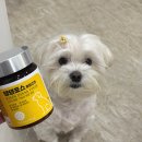 (주)포스종합건설 | 강아지 종합영양제 추천 보령 댕댕포스｜눈 간 피부 한번에 챙기는 강아지 영양제 급여 후기