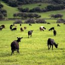 제주섬마리 이미지