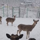 경보사슴 이미지