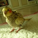 PC복댕이 이미지