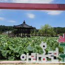 2025 함안 연꽃 테마파크 이미지