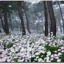 정읍구절초 축제를 알려드립니다. 이미지