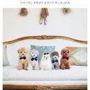반려동물과 가족사진 / 루체테포토 펫스냅 촬영 후기 (1)
