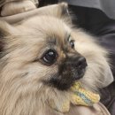 수정애견미용실 이미지