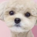 트윈독스 이미지