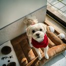 멍데이 살롱 | 우리 댕댕이 인생 미용 경험은 여기부터 시작!