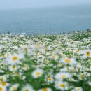 대장금마실길(5코스) | 변산 부안 마실길 5코스 트레킹 여행 샤스타데이지 꽃 모항~솔섬