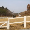 홍성군 승마장 이미지