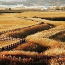 순천만 갈대밭 이미지