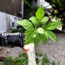 삼보정육점 - 부천시 원미구 장말로308번길 20 | 서울 도심의 기적! 공원에서 야생 인삼을 발견하다 (효능과 먹는 법)