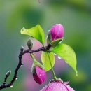 할미꽃의 슬픈전설, 슬픈사랑(박숙자) 경기매일 게재 이미지