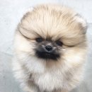 토실토실 이미지