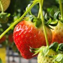 킴스베리 이미지