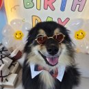 놀러오개 애견유치원 모충점 | 🐶 카오의 11월 생일파티 다녀왔어요! 놀러오개 안양점 친구들과 신나게 놀다 왔개 🎉