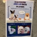 평택애견미용학원 이미지