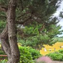 동산1로 | 제주도 핑크뮬리 명소 추천 새미동산 사진 스팟과 후기