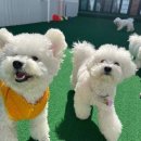 김해유치원 | 믿고 맡기는 김해애견유치원 컴피 후기 남겨요 !