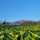 해맑음농장 이미지