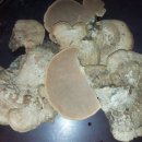 희석농장 이미지