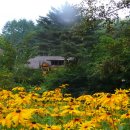 개울건너 이미지