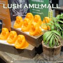 헤어쟈키 - 114735 | 일본러쉬 가격비교 면세쇼핑 | LUSH 아뮤플라자 가고시마점