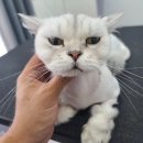 아꼬운몽 이미지