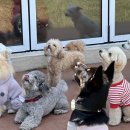 도그모루 애견유치원 이미지