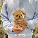 케이퍼피