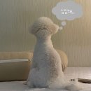 모모댕댕 이미지