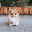 YOMIDOG