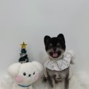 싹독할가영 이미지