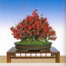 우리분재 이미지