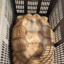 거북농장 이미지