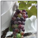 쟁골 농장 이미지