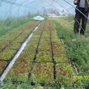 다올농장 이미지