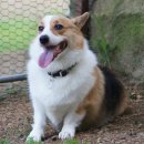 오마이독 이미지