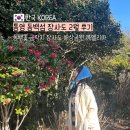통영 겨울여행 2월 동백꽃 여행 장사도 개화 후기