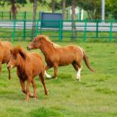 광야축산 이미지