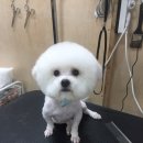황금애견샵