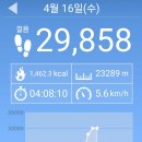 잉글리시데이지 이미지