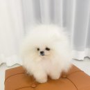 라페트 폼 이미지